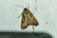 Agrotis exclamationis