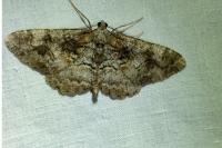 Peribatodes rhomboidaria