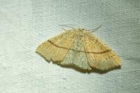 Cyclophora punctaria