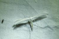 Pterophorus pentadactylus