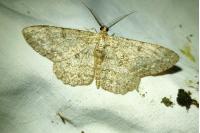 Hypomecis punctinalis