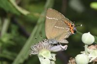 Satyrium w-album