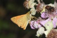 Ochlodes sylvanus