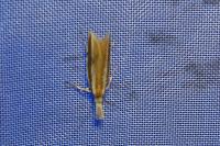 Pleurota aristella