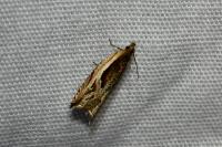 Ancylis apicella