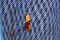 Diceratura ostrinana