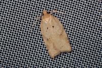 Acleris ferrugana/notana