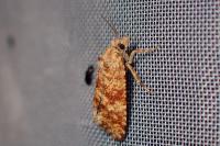 Aethes margarotana