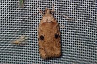 Agonopterix