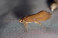 Crassa unitella