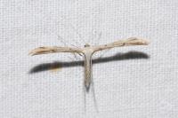 Emmelina monodactyla