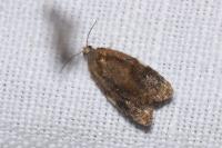 Ditula angustiorana