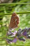 Aricia agestis