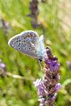 Polyommatus icarus
