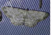 Hypomecis punctinalis