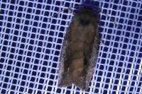 Cosmia pyralina