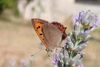 Lycaena phlaeas