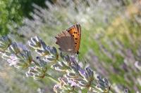 Lycaena phlaeas