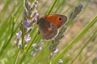 Coenonympha pamphilus