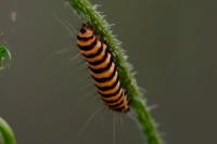 Tyria jacobaeae