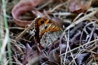 Lasiommata megera
