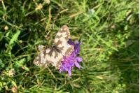 Melanargia galathea