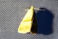 Eublemma parva