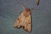 Apamea sublustris
