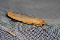 Manulea complana