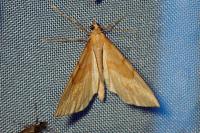 Gandaritis pyraliata