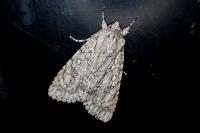 Acronicta aceris