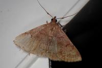 Zanclognatha lunalis