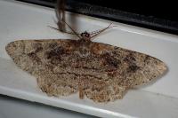 Peribatodes rhomboidaria