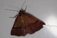 Phytometra viridaria