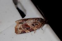 Argyrotaenia ljungiana