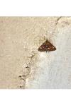 Pyrausta aurata