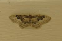 Idaea rusticata