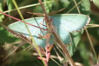 Thalera fimbrialis