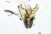 Acleris kochiella