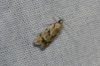 Symmoca signatella