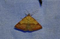 Phytometra viridaria