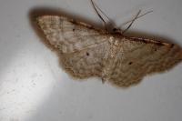 Idaea humiliata