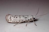 Yponomeuta malinella