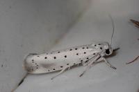 Yponomeuta rorrella
