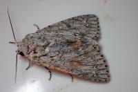 Acronicta aceris