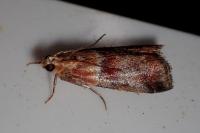 Acrobasis repandana