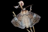 Tethea ocularis