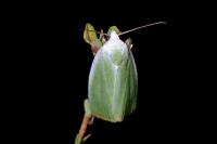 Earias clorana