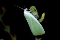 Earias clorana