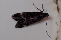 Dichomeris alacella